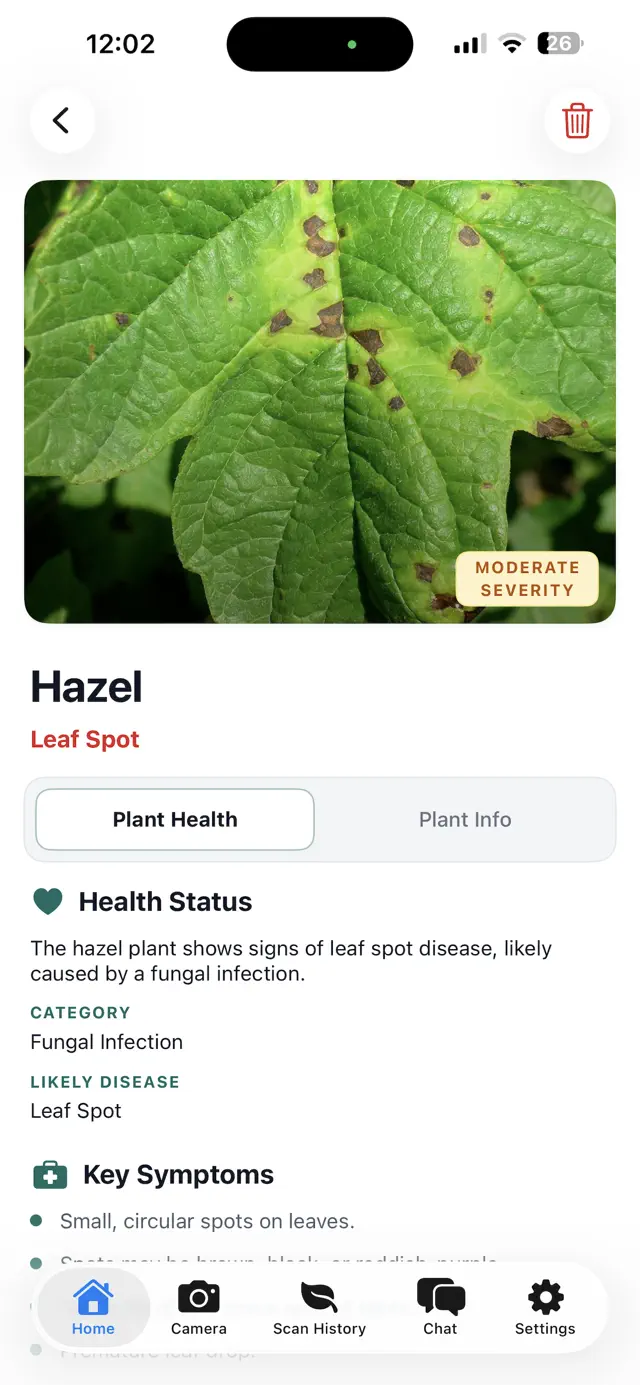 A result for a hazel leaf: leaf spot, moderate severity, with its health status and key symptoms.